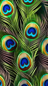 Peacock Feather Wallpapers