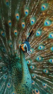 Peacock Feather Wallpapers