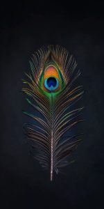 Peacock Feather Wallpapers