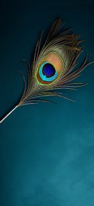 Peacock Feather Wallpapers