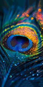Peacock Feather Wallpapers