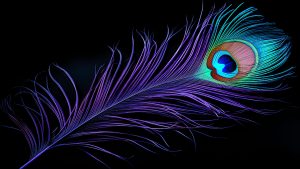 Peacock Feather Wallpapers