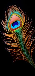 Peacock Feather Wallpapers