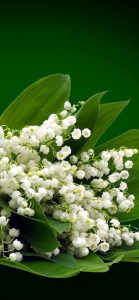 Muguet Wallpapers