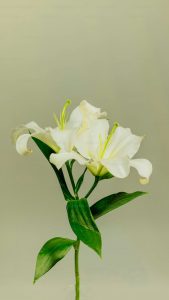 Muguet Wallpapers