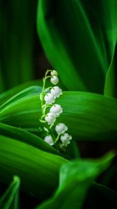 Muguet Wallpapers
