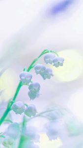Muguet Wallpapers
