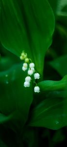 Muguet Wallpapers