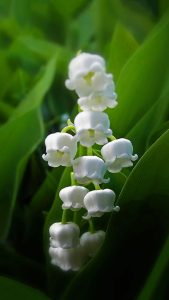 Muguet Wallpapers