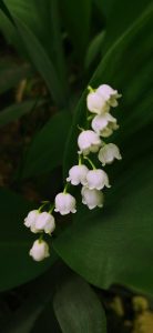 Muguet Wallpapers