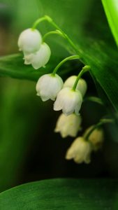 Muguet Wallpapers