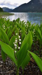Muguet Wallpapers