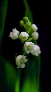 Muguet Wallpapers