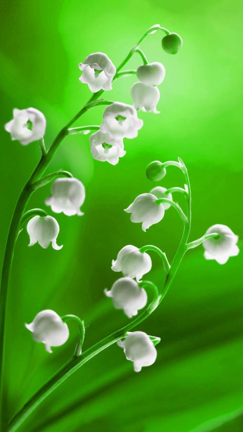Muguet Wallpapers