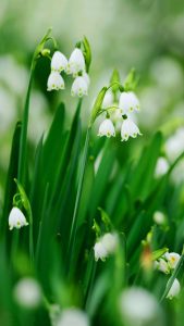 Muguet Wallpapers