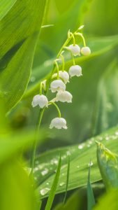 Muguet Wallpapers