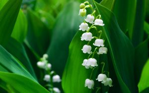 Muguet Wallpapers